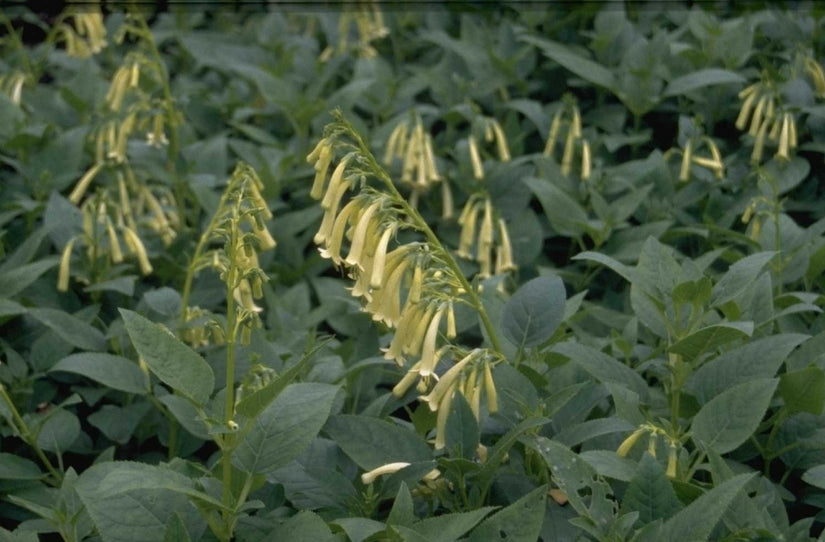 Phygelius aequalis 'Yellow Trumpet'