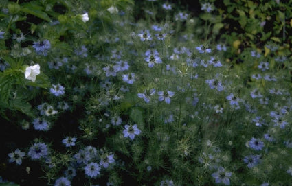 Nigella damascena