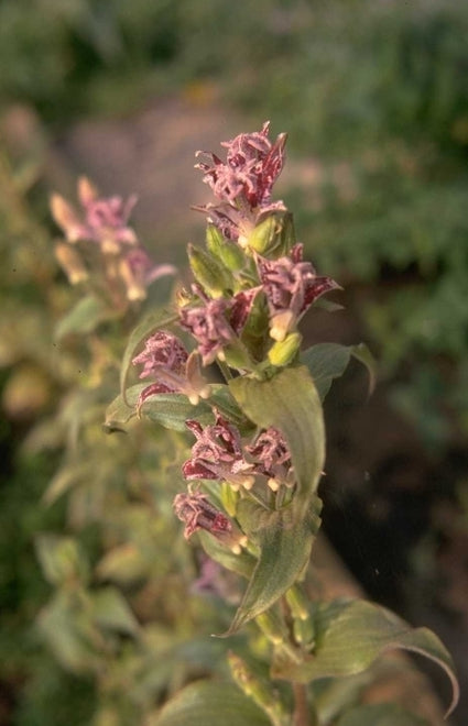 Paddenlelie - Tricyrtis hirta