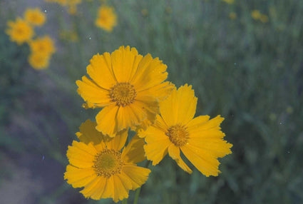 Meisjesogen - Coreopsis grandiflora 'Badengold'