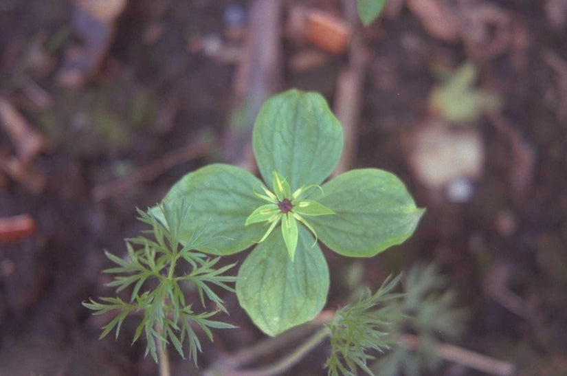 Eenbes - Paris quadrifolia