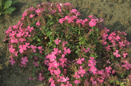 Saponaria ocymoides 'Rubra Compacta'