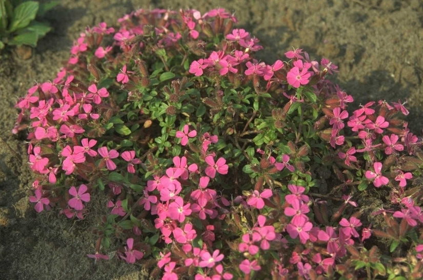 Saponaria ocymoides 'Rubra Compacta'