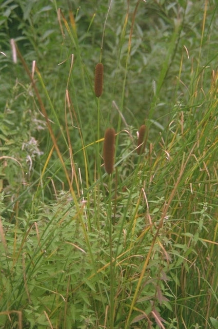 Typha angustifolia