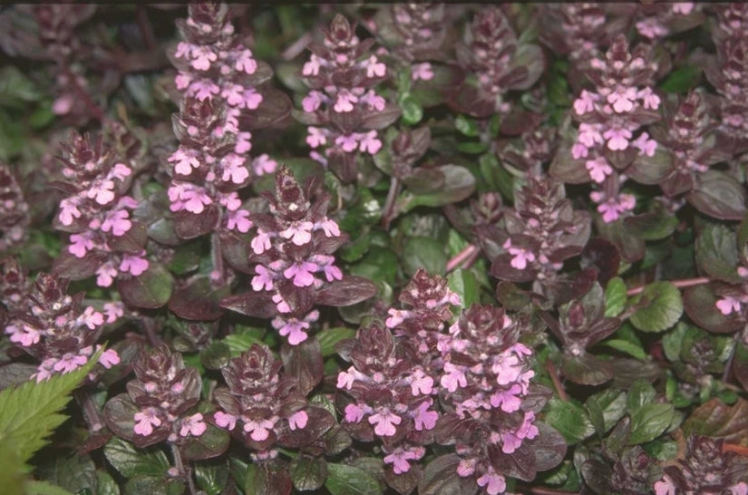 Kruipend Zenegroen - Ajuga reptans 'Purple Torch'