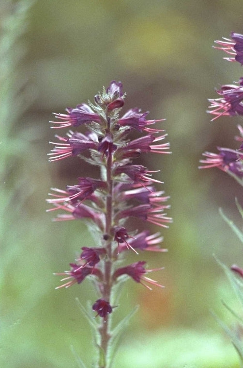 Slangenkruid - Echium russicum