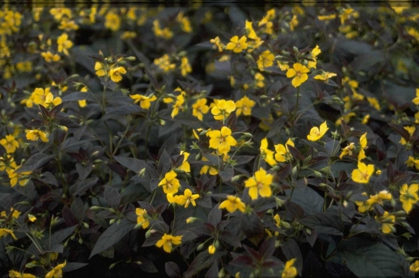 Wederik - Lysimachia ciliata 'Firecracker'