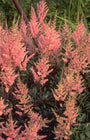 Pluimspirea - Astilbe 'Erika' in bloei