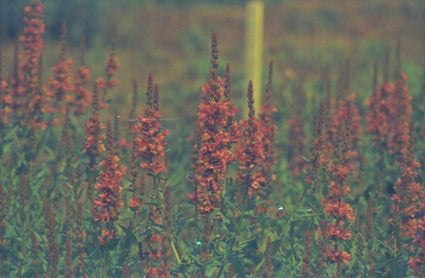 Grote kattenstaart - Lythrum salicaria 'Robert'