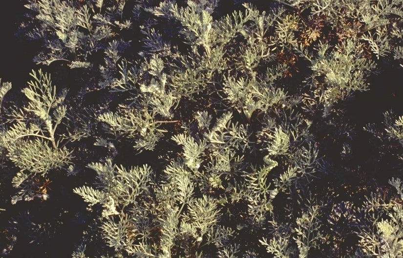 Alsem - Artemisia michauxiana