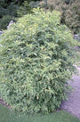 Sambucus nigra 'Aureomarginata'