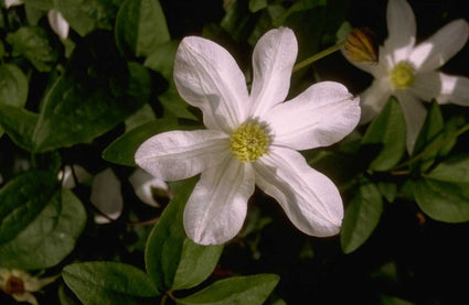 Clematis 'Huldine'