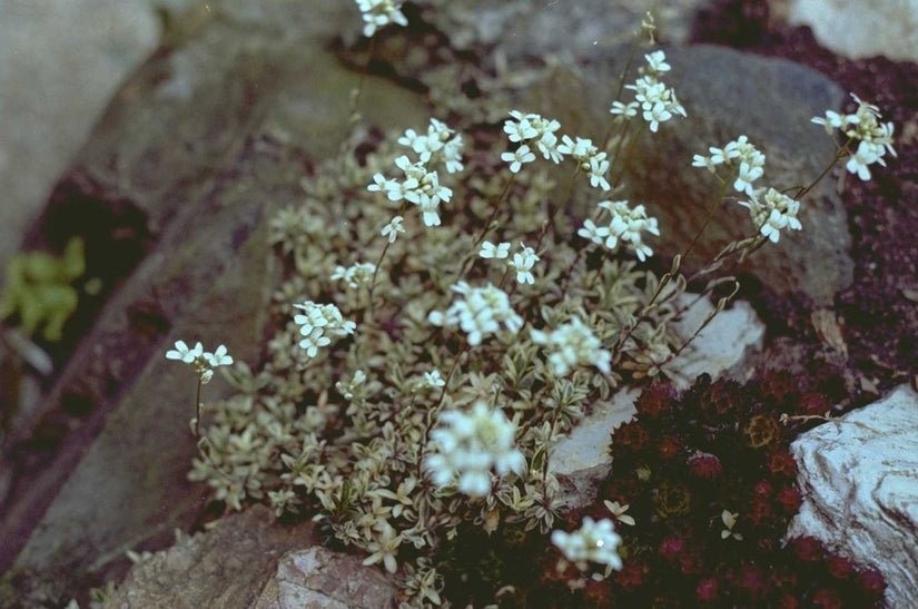 Arabis procurrens 'Variegata'