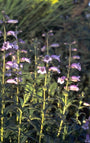 Penstemon 'Sour Grapes'