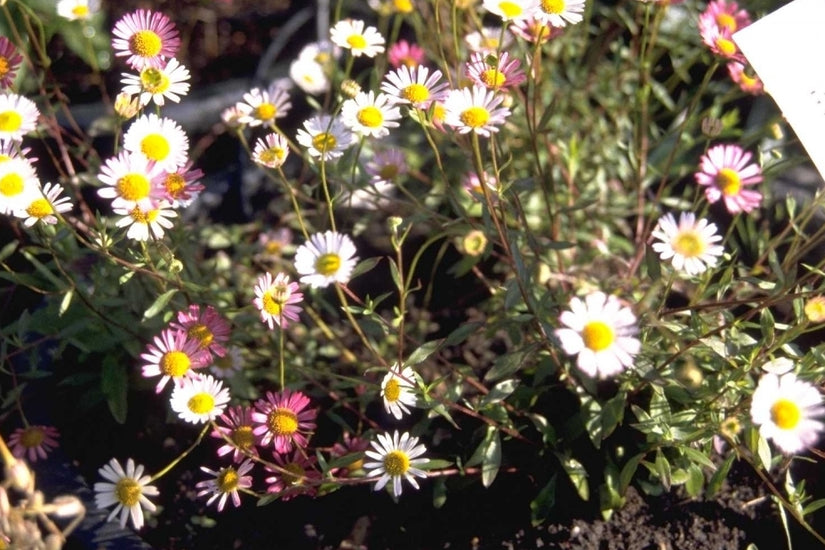 Muurfijnstraal - Erigeron karvinskianus