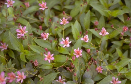 Tricyrtis Hototogisu