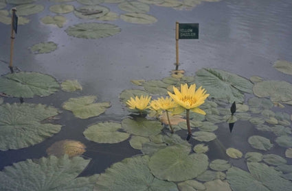 Nymphaea 'Pygmaea Helvola'