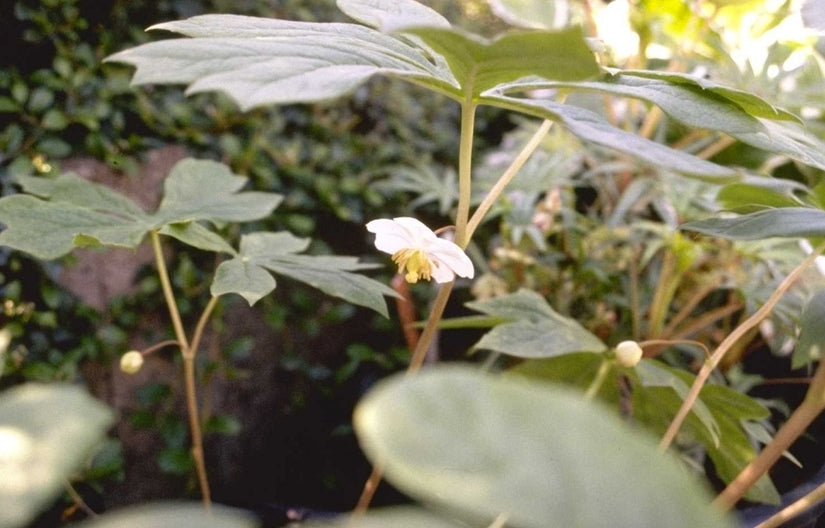 Schildvoetblad 'Podophyllum peltatum'