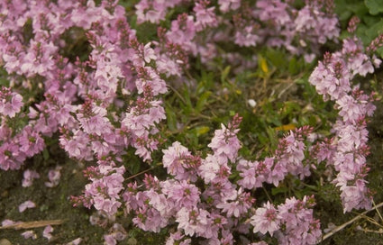 Liggende ereprijs - Veronica prostrata 'Rosea'