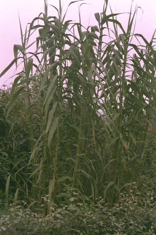 Reuzenriet - Arundo donax