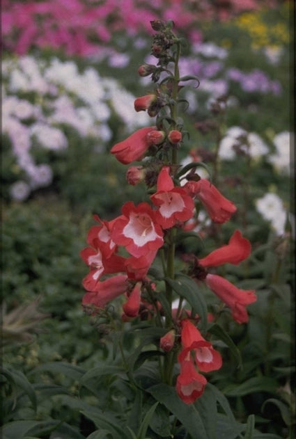 Slangenkop - Penstemon 'scharlachkonigin'