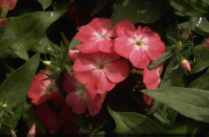 Phlox - 'Palona Deep Salmon'