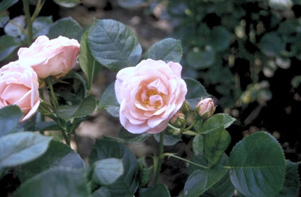 Trosroos - Rosa 'Astrid Lindgren'