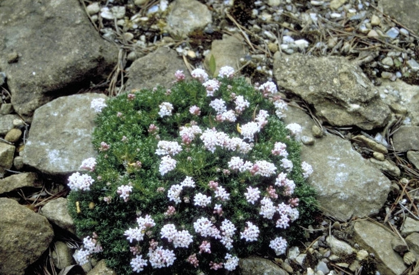 Bedstro - Asperula gussonii