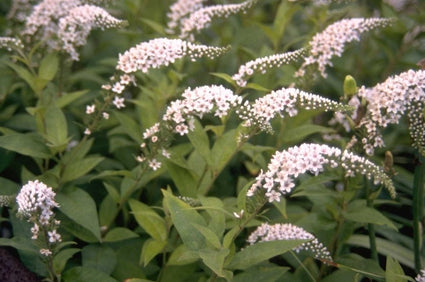 Wederik - Lysimachia ciliata