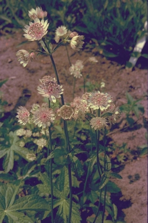 Zeeuws knoopje - Astrantia major