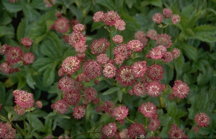 Zeeuws knoopje - Astrantia major 'Rubra'