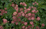 Zeeuws knoopje - Astrantia major 'Rubra'