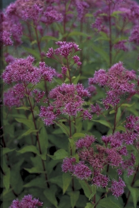 Leverkruid - Eupatorium maculatum 'Laag'