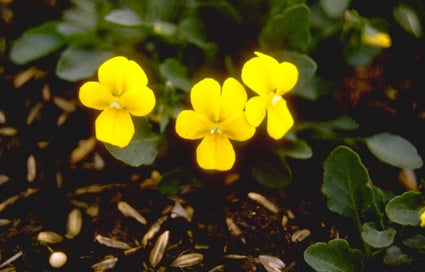 Viooltje - Viola stojanowii