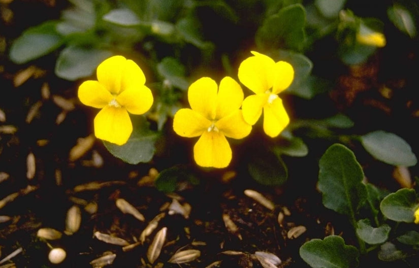 Viooltje - Viola stojanowii