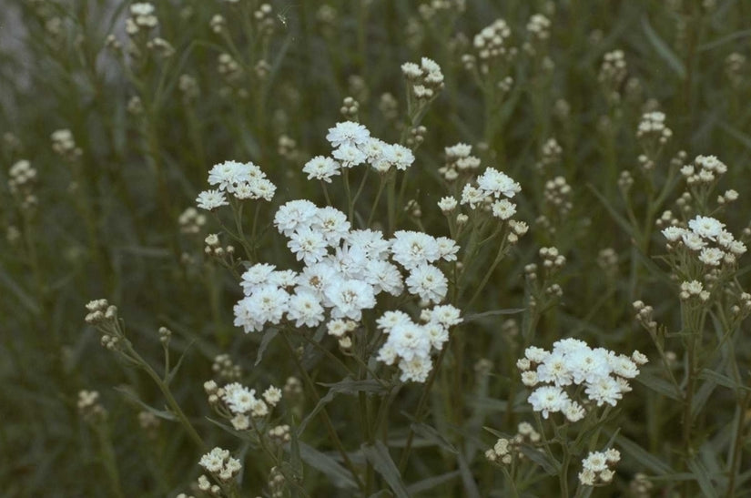 Hemdsknoopjes - Achillea ptarmica 'Perry's White'