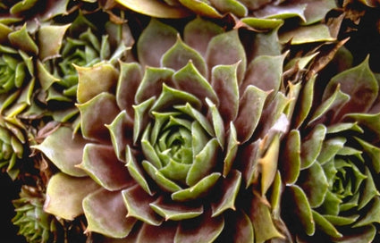 Sempervivum 'Othello'