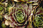 Sempervivum 'Othello'