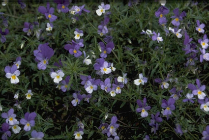 Duinviooltje - Viola curtisii