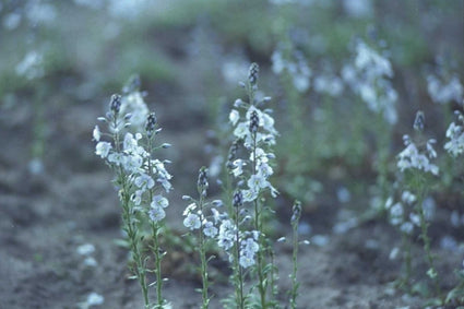 Veronica gentianoides 'Variegata'