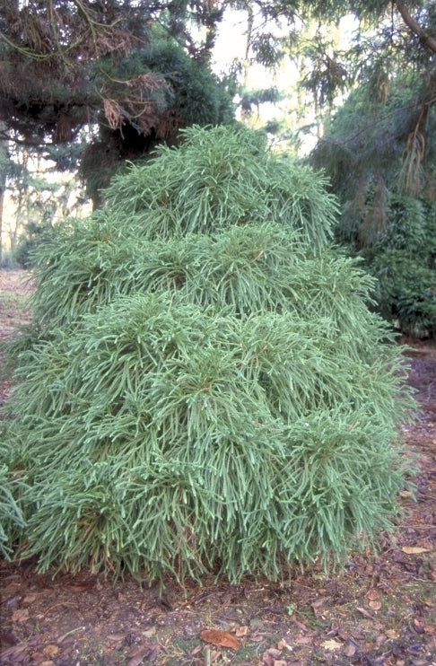 Japanse cipres - Cryptomeria japonica 'Globosa'