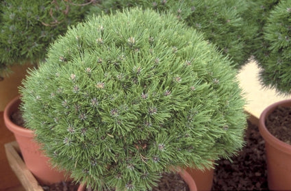 Den - Pinus 'Marie Bregeon'