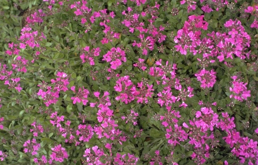 Scheefkelk Arabis Blepharophylla