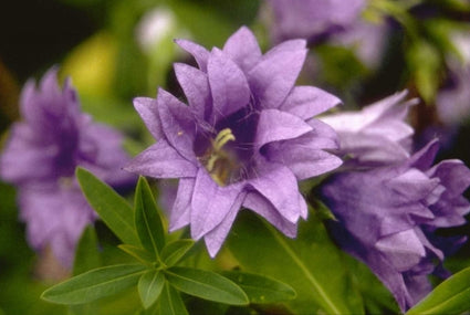 Ruig klokje - Campanula trachelium 'Bernice'