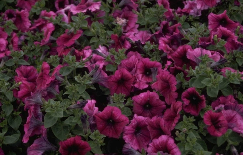 Petunia 'Polo Orchid Veined'