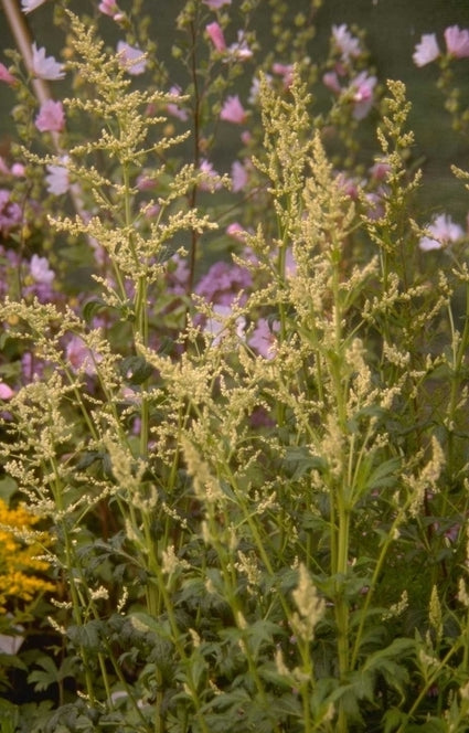 Witte bijvoet - Artemisia lactiflora