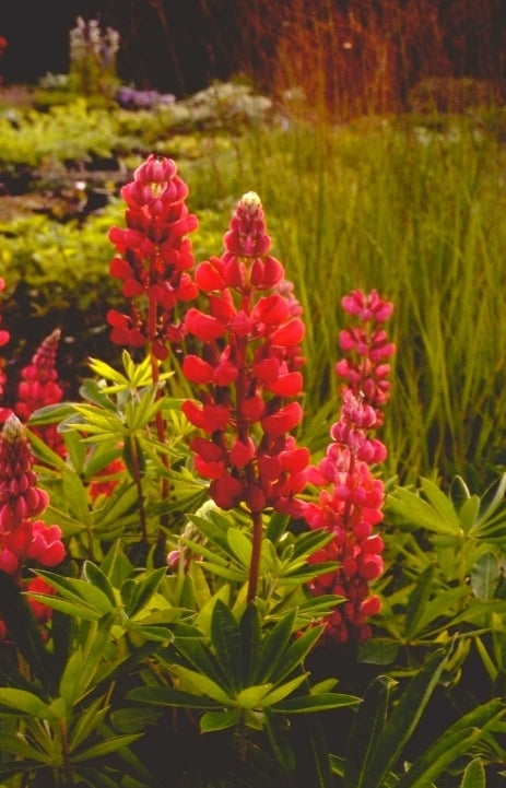 Lupine - Lupinus 'My Castle'