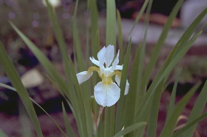 Iris sanguinea 'Snow Queen'