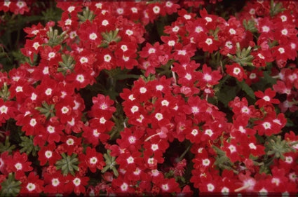 Ijzerhard - Verbena bonariensis 'Sprinter'