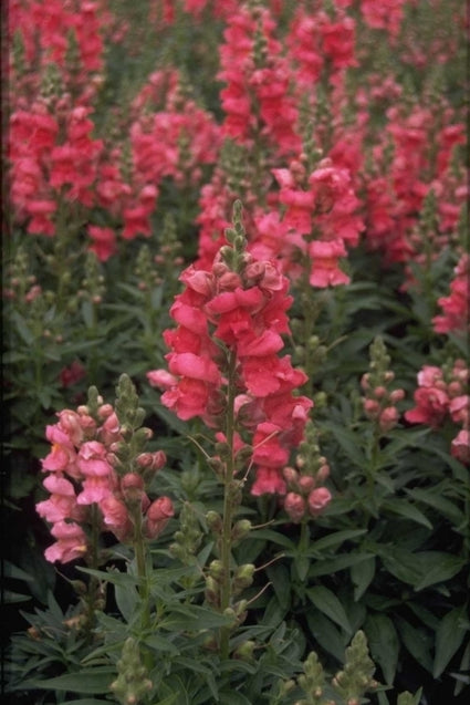 Grote leeuwenbek - Antirrhinum majus 'Coronette Cherry'